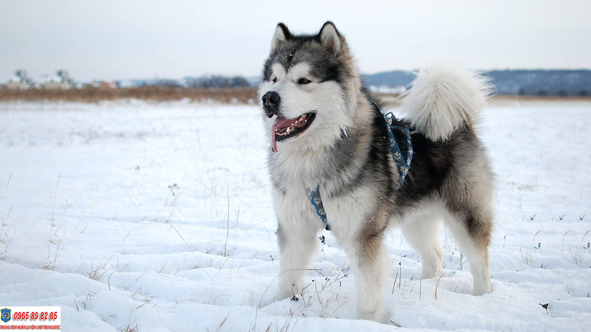 Huấn luyện chó alaska
