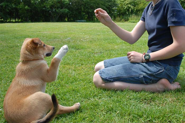 Huấn luyện chó nghe lời