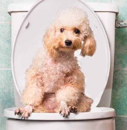 Huấn luyện chó poodle đi vệ sinh