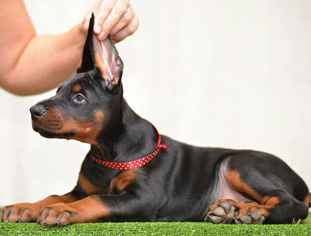 Bán chó Doberman thuần chủng đẹp, giá ưu đãi Hotline 0965.898.285