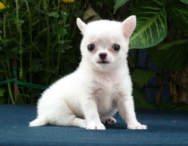 Bán Chó Chihuahua