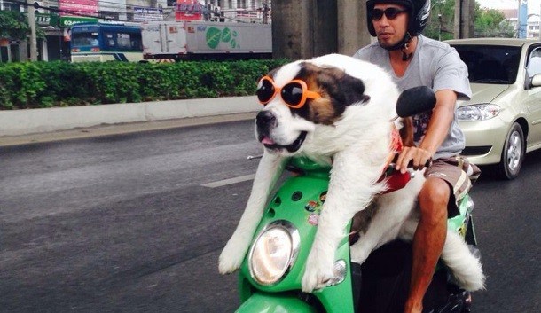 Huấn luyện chó ngồi xe máy